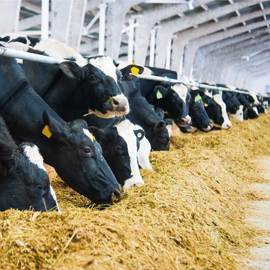 Fertilitzación y deyecciones ganaderas